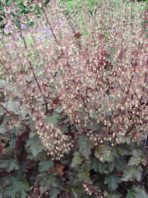 Heuchera 'Chocolate Ruffles'